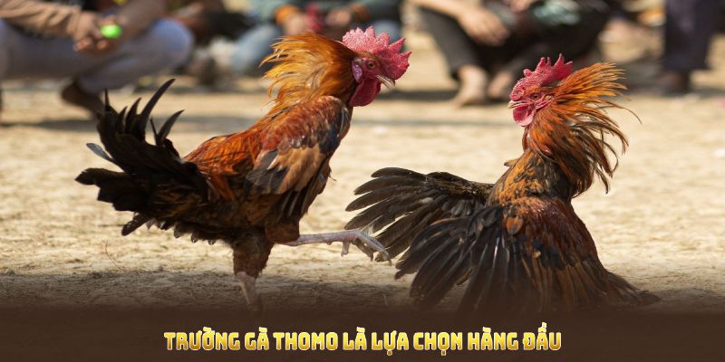 Trường gà Thomo là lựa chọn hàng đầu cho những ai đam mê đá gà