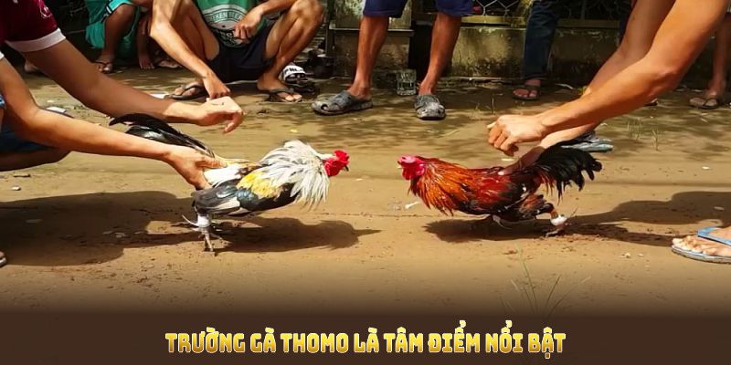 Trường gà Thomo là tâm điểm nổi bật của giới đá gà